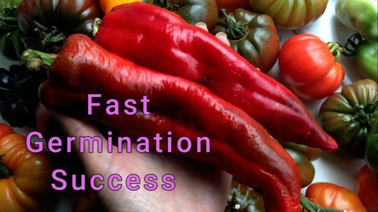 Easy fast seed germination hack.