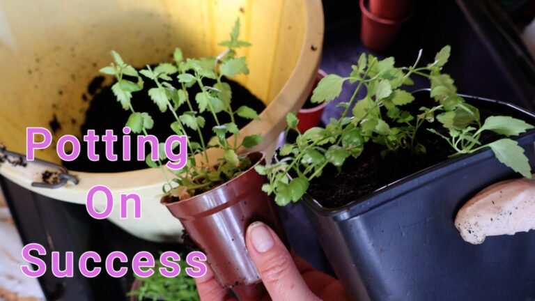 Easy pricking out, potting on, & transplanting tips