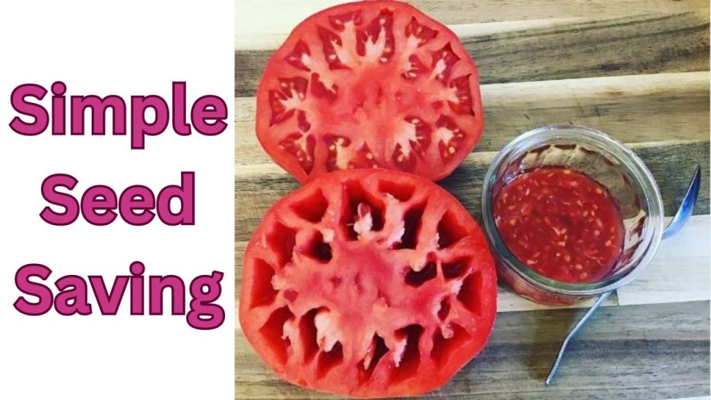 The No Dig Gardener Simple tomato seed saving